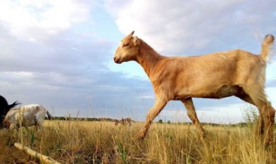 Нову породу кіз вивели в Україні