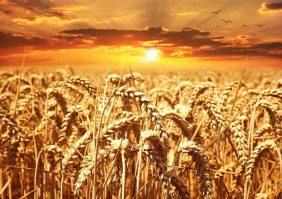 Увеличить экспорт пшеницы планирует Украина