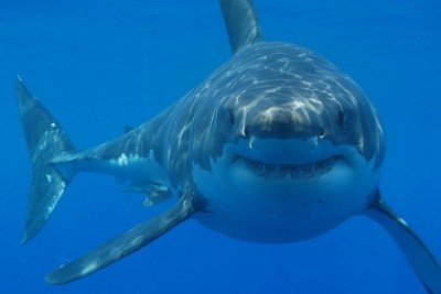 На побережье Средиземного моря в Египте акула атаковала человека
