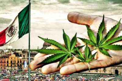Разрешат употреблять марихуану власти Мексики
