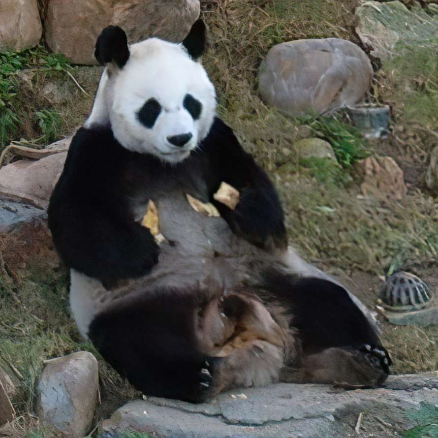 Найстаріша у світі гігантська панда померла