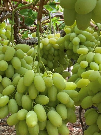 Новий сорт винограду вивели вчені